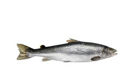 photo du produit:Saumon 2/3 Norv /éco X20