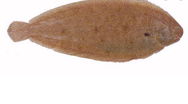 photo du produit:Sole Tropicale X4